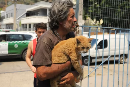 Mascotas Victimas De Incendios