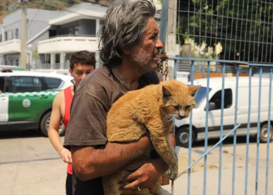 Mascotas Victimas De Incendios