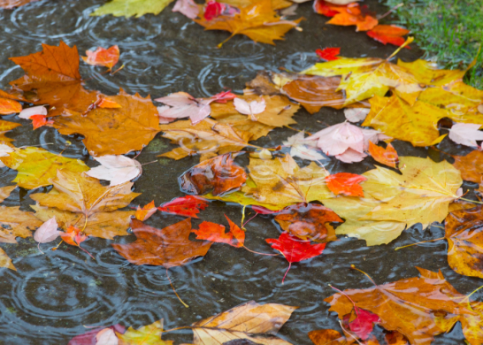 Otoño En Chile 2024