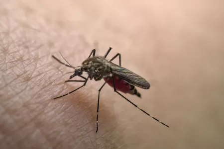 Dengue Casos En Chile