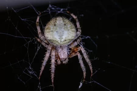 Araña D Rincon