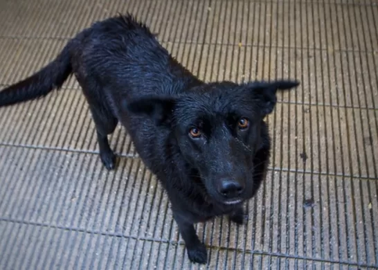 Perrito