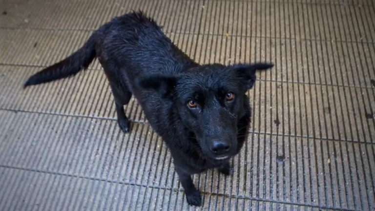 Perrito