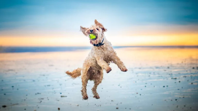 Perros En La Playa