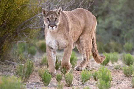 Pumas En Lo Barnechea
