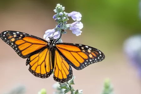 Mariposa