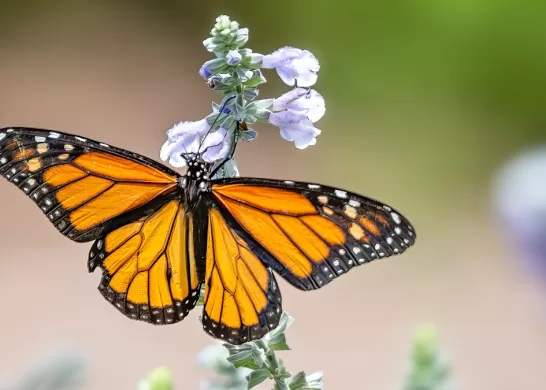 Mariposa