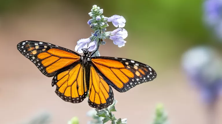 Mariposa