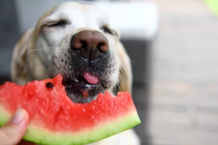 Perros Y Frutas, Radio Corazón