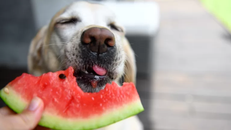 Perros Y Frutas, Radio Corazón