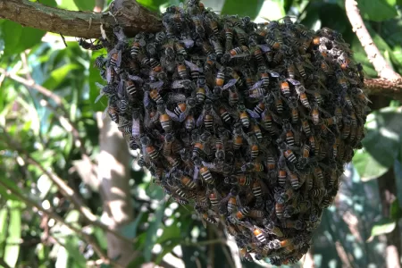Ataque De Abejas