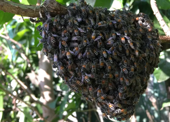 Ataque De Abejas