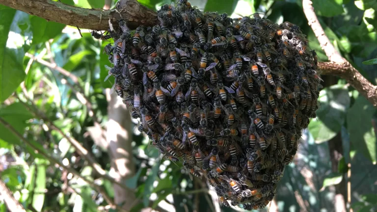 Ataque De Abejas