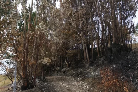 Incendios Forestales