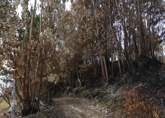 Incendios Forestales