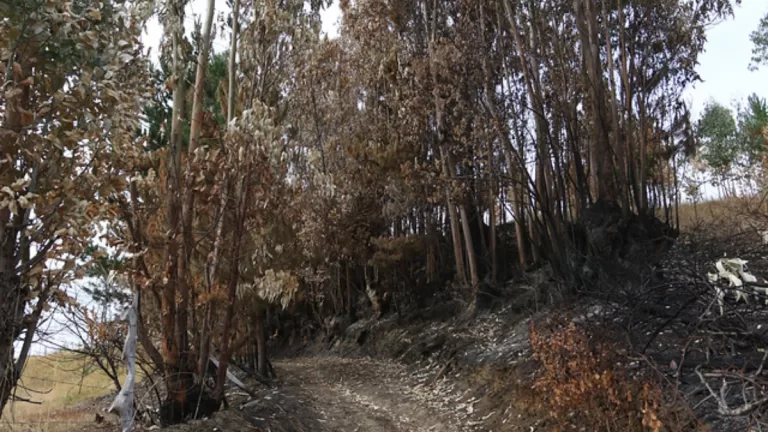 Incendios Forestales