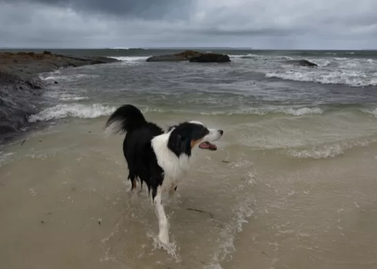 Perro Se Perdió En San Antonio