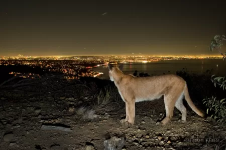 Puma En El Trébol