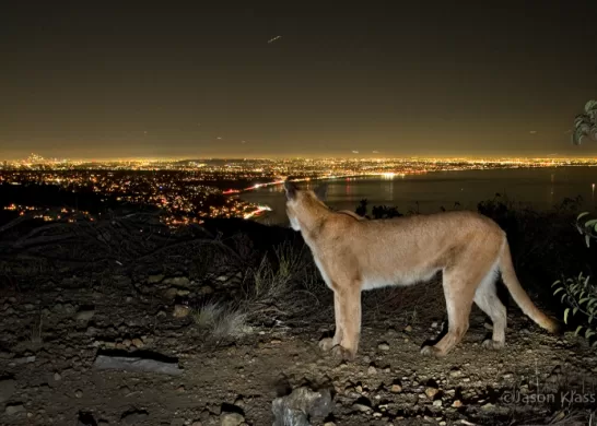 Puma En El Trébol