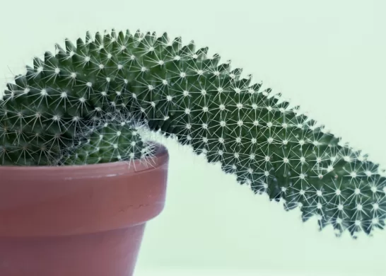 Chacotero Sentimental 27_03