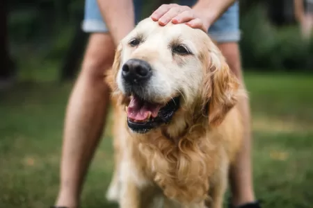 Alimento Perros