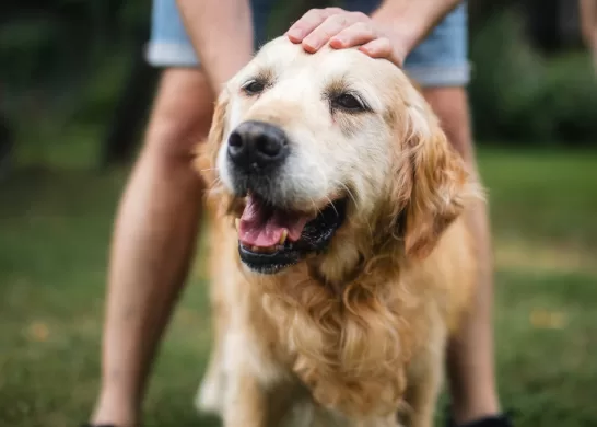 Alimento Perros