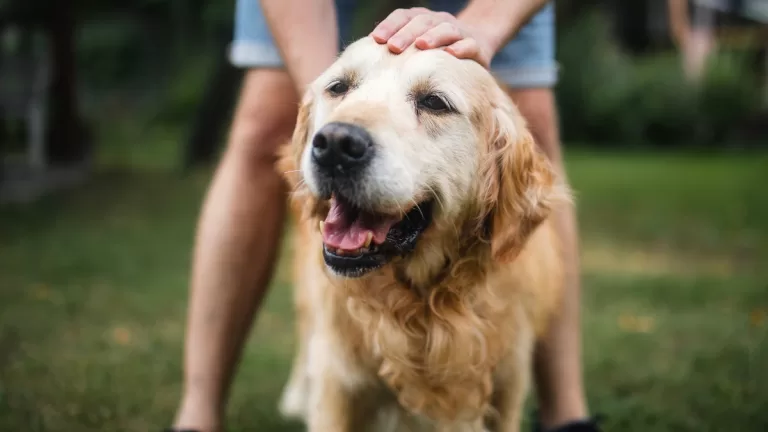 Alimento Perros