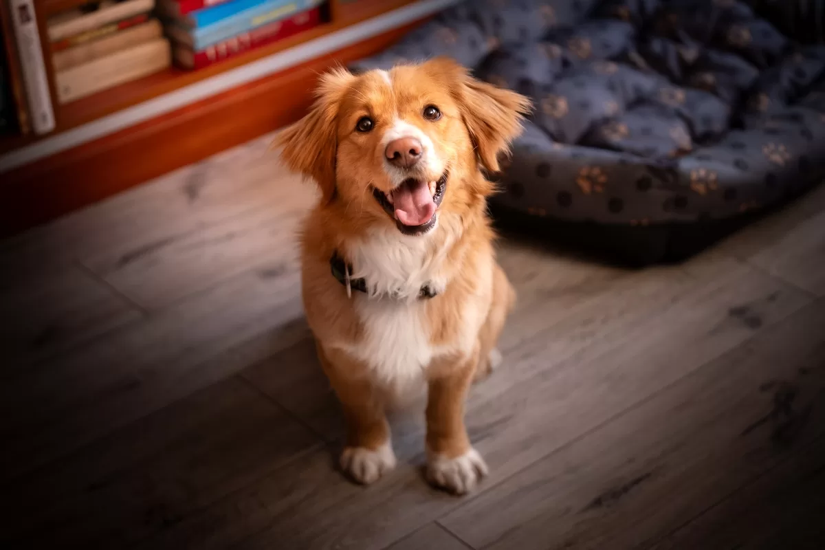 Alimento Perros Getty