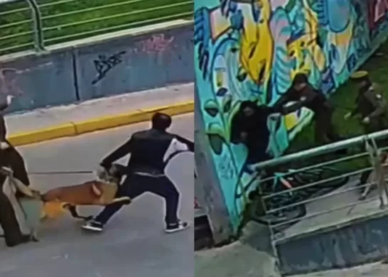 Heroica Acción De Perrito De Carabineros