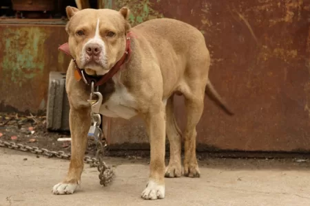 Pitbull Ataca A Mujer