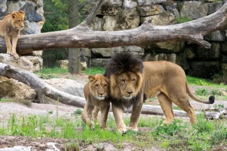 Tragedia En Zoologico