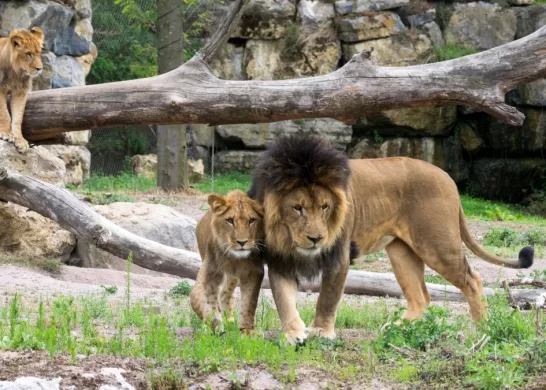 Tragedia En Zoologico