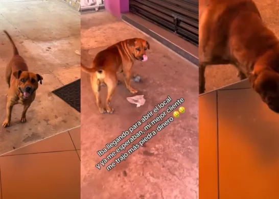 Viral De Perro