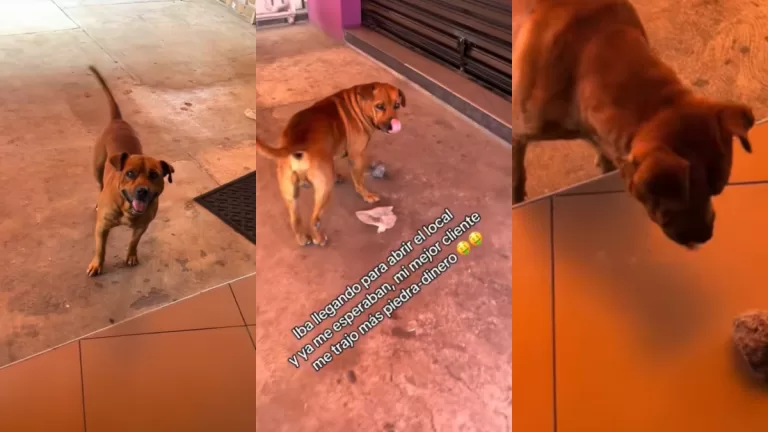 Viral De Perro