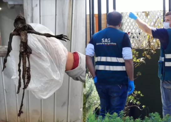 Encuentran Animal No Identificado En El Sur De Chile