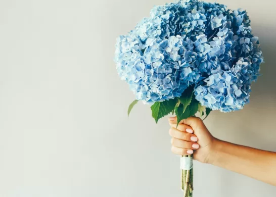 Flores Azules 3 De Octubre