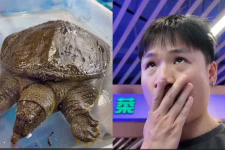 Yuhui Lee Debate Por Viral