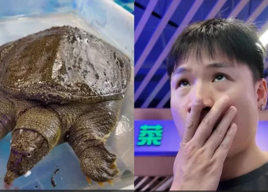 Yuhui Lee Debate Por Viral