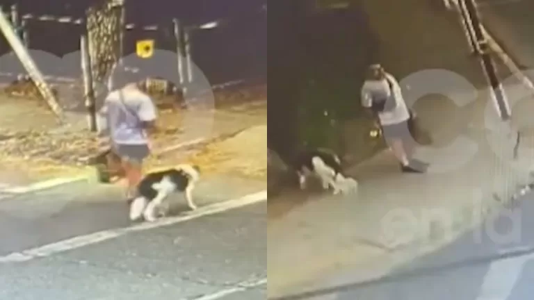 Triple Homicidio En La Reina