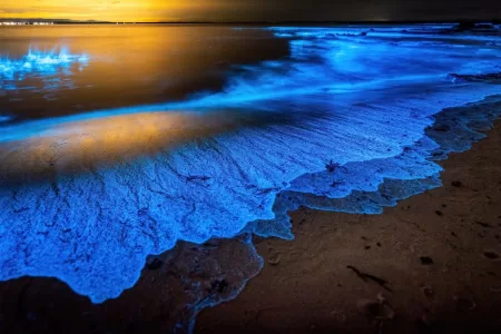 Bioluminiscencia En La Playa
