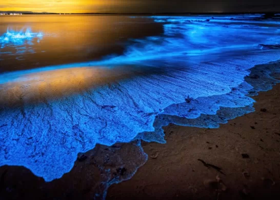Bioluminiscencia En La Playa