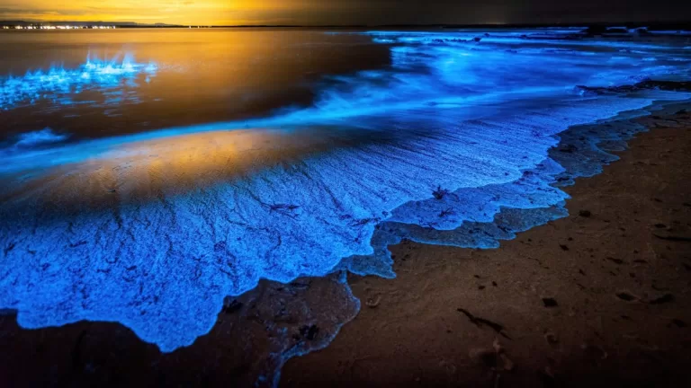 Bioluminiscencia En La Playa
