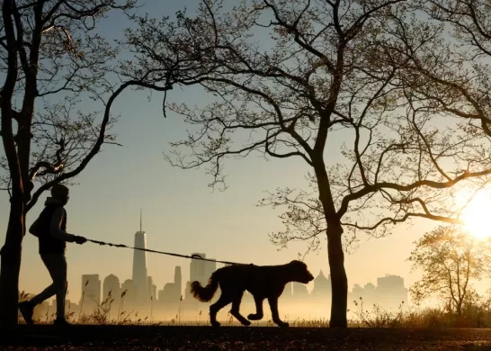 Conductas De Perros